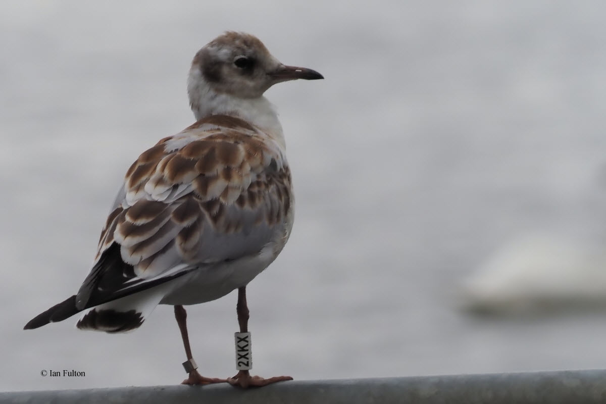 Black-headed Gull, Hogganfield Loch, Glasgow