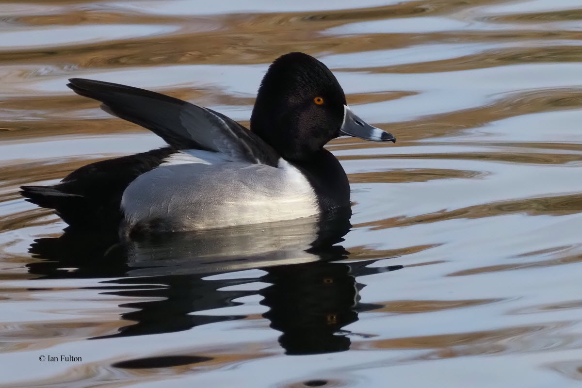 Ring-necked Duck, Victoria Park Pond, Glasgow