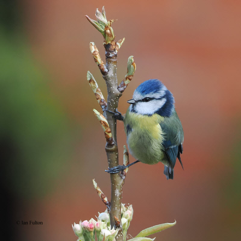 Blue Tit, Baillieston, Glasgow