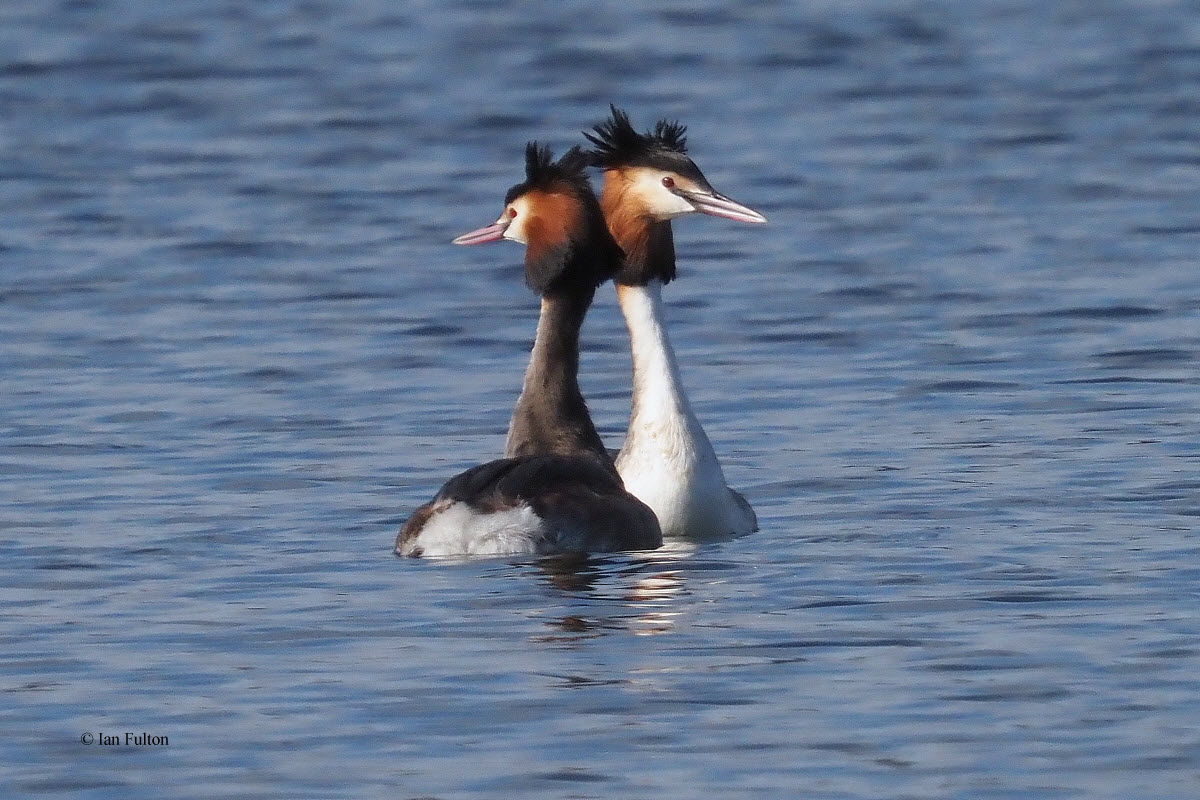 Great Crested Grebes, Hogganfield Loch, Clyde