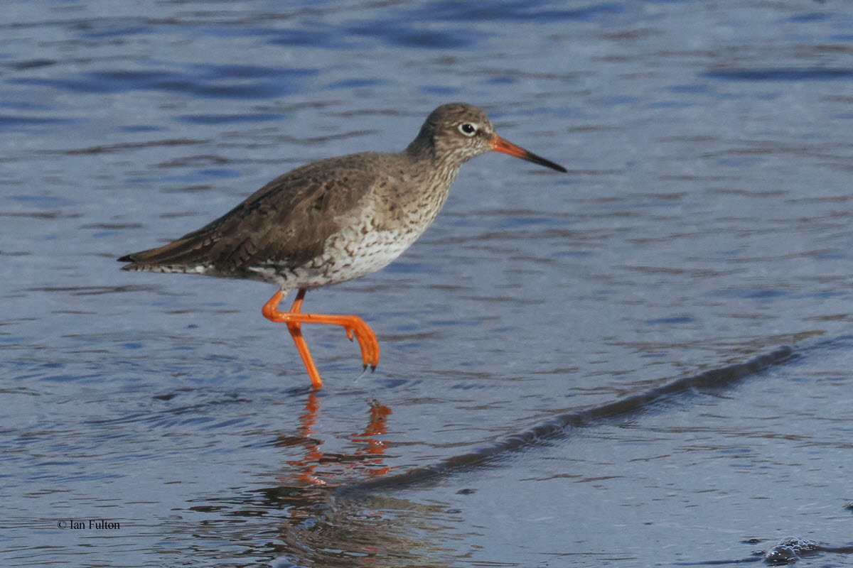 Redshank, Erskine Harbour, Clyde