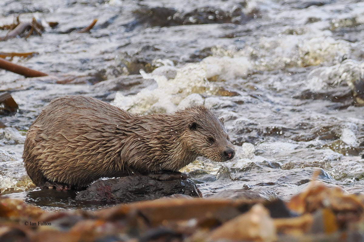 Otter, Melby, Shetland