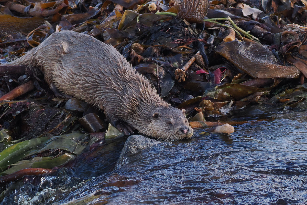 Otter, Melby, Shetland