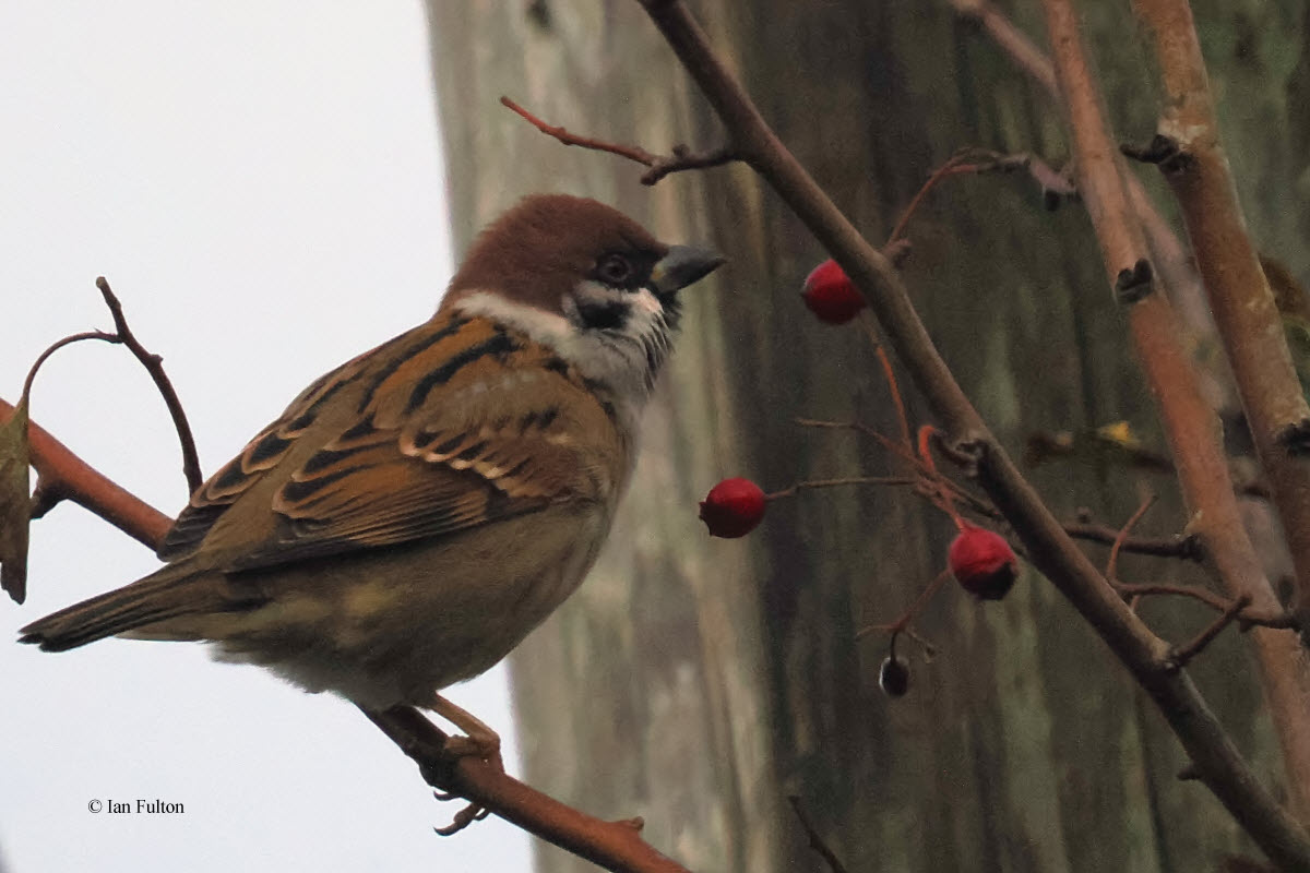 Tree Sparrow, Hillhead Farm by Croftamie, Clyde