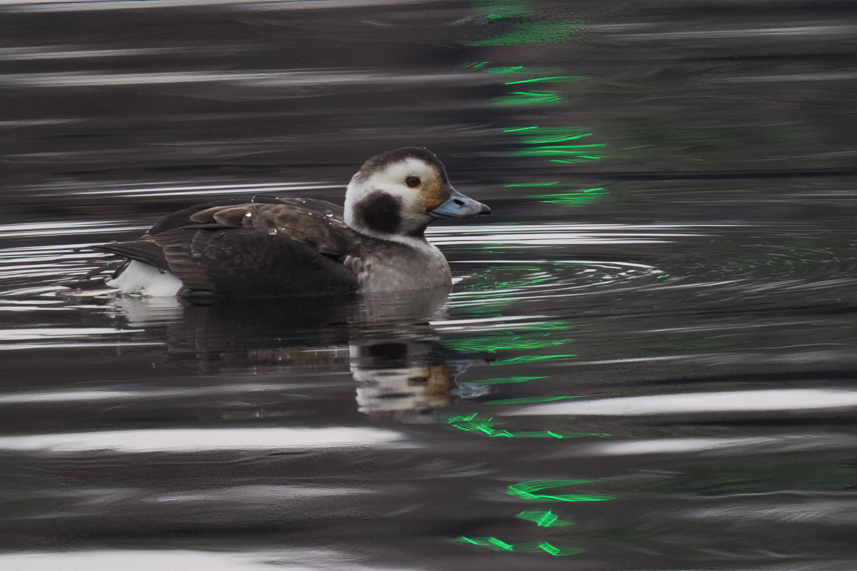 Long-tailed Duck, Loch Lomond Shores, Clyde
