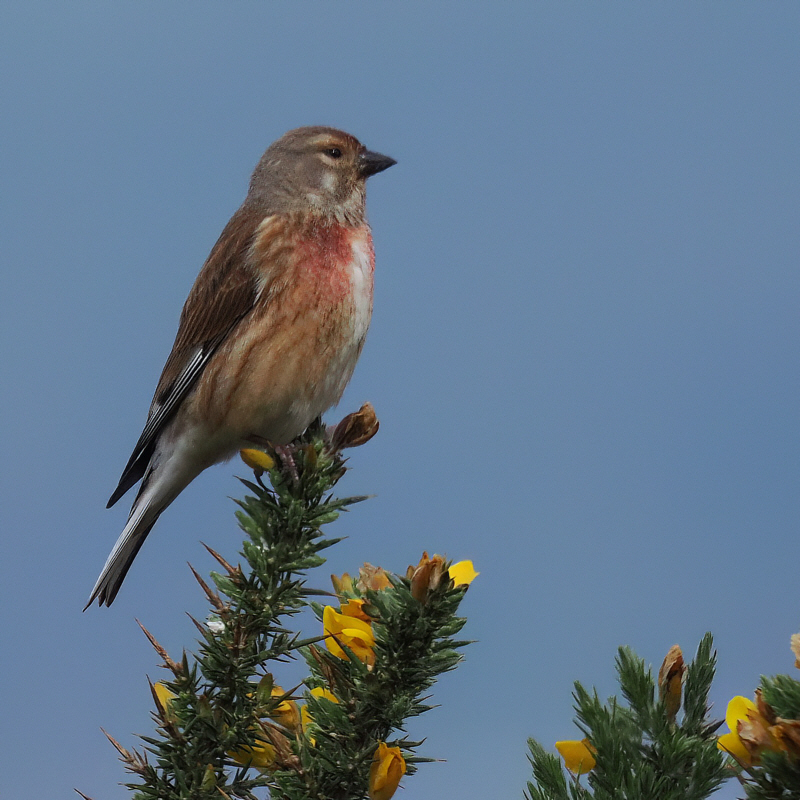 Linnet, Ardmore Point, Clyde