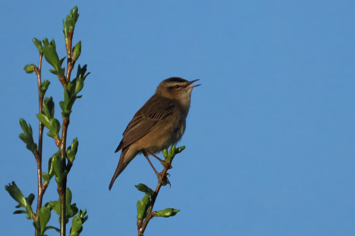 Sedge Warbler. RSPB Loch Lomond, Clyde