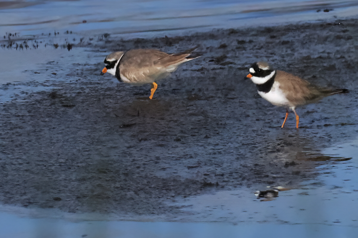 Ringed Plover, Endrick Water-Drymen, Clyde