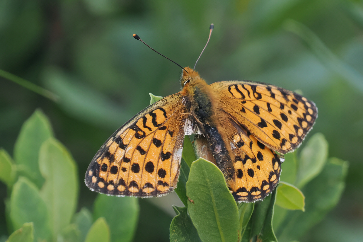 Dark Green Fritillary, Glen Douglas