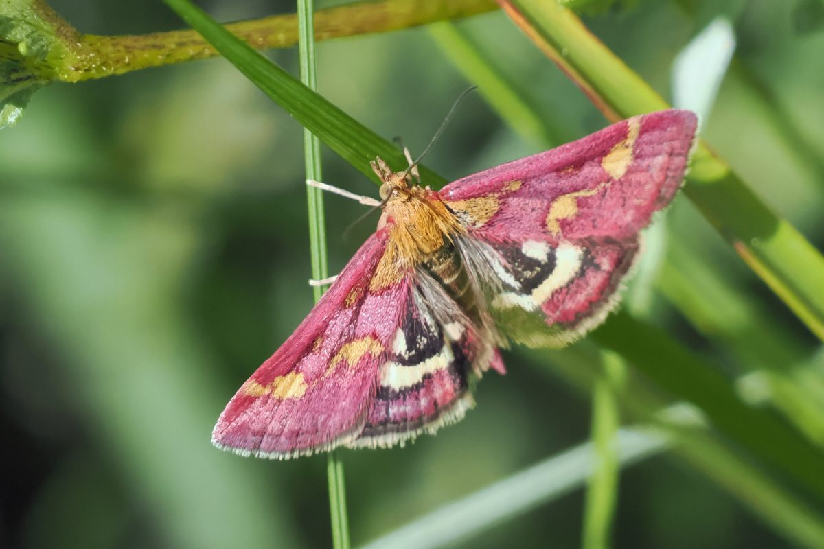 Common Purple & Gold (pyrausta purpuralis), Easter Braes, Lanarkshire