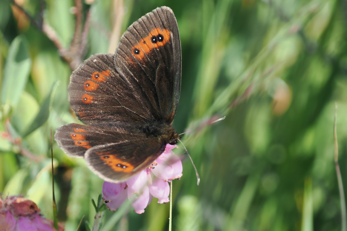 Scotch Argus, Glen Douglas