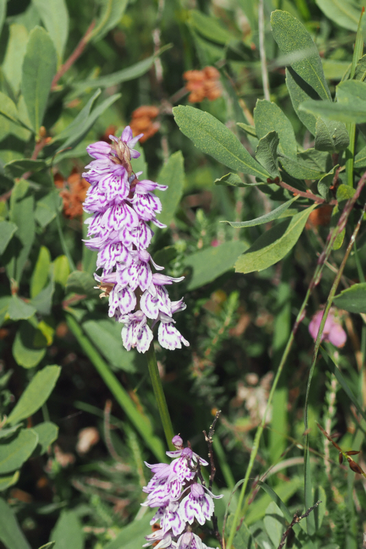 Spotted Orchid, Glen Douglas