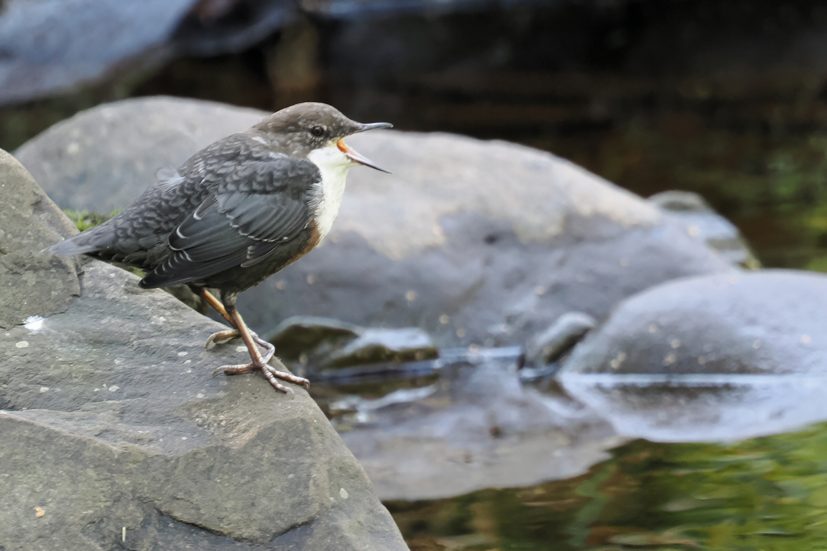 Dipper, Burn of Mar, Clyde