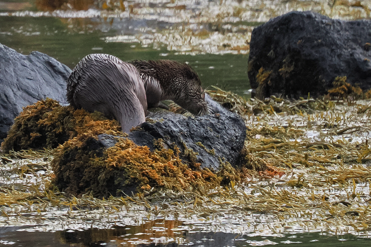 Otter, Collafirth, Shetland