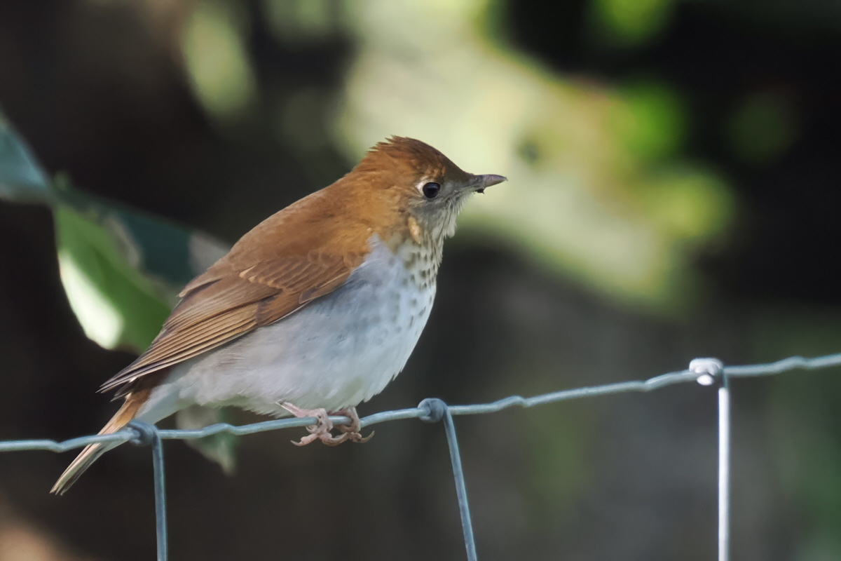 Veery, Lunna Kirk, Shetland