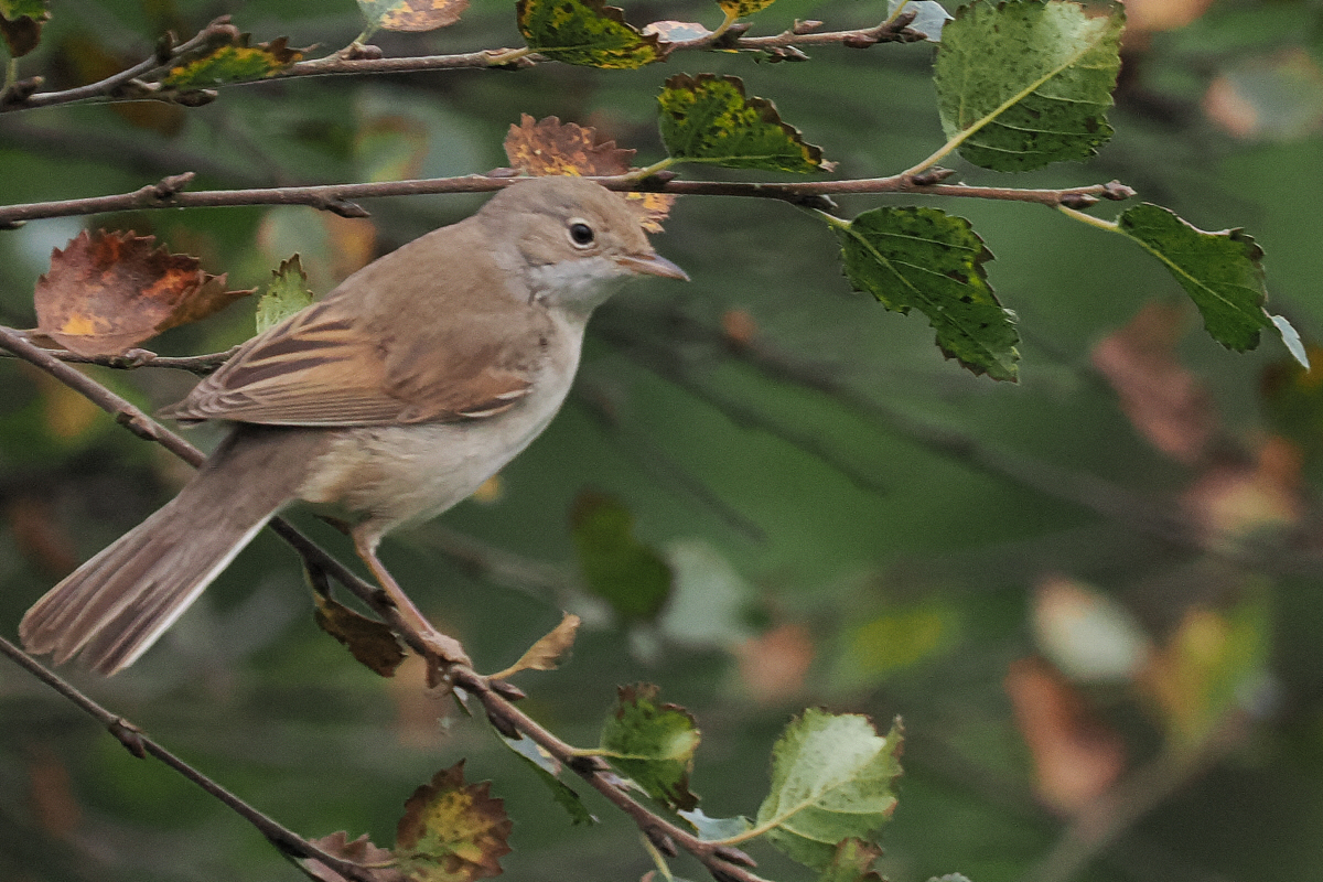 Common Whitethroat, Loch of Clickimin, Shetland