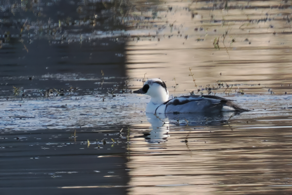 Smew, Broadwood Loch-Cumbernauld, Clyde