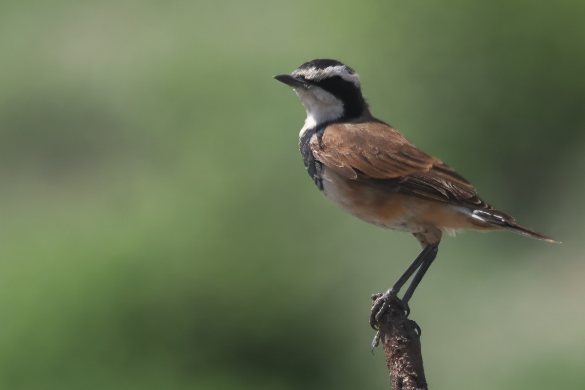 Capped Wheatear - Savuti