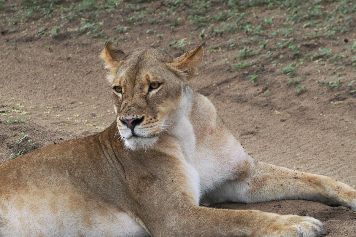 Lion - road block Chobe