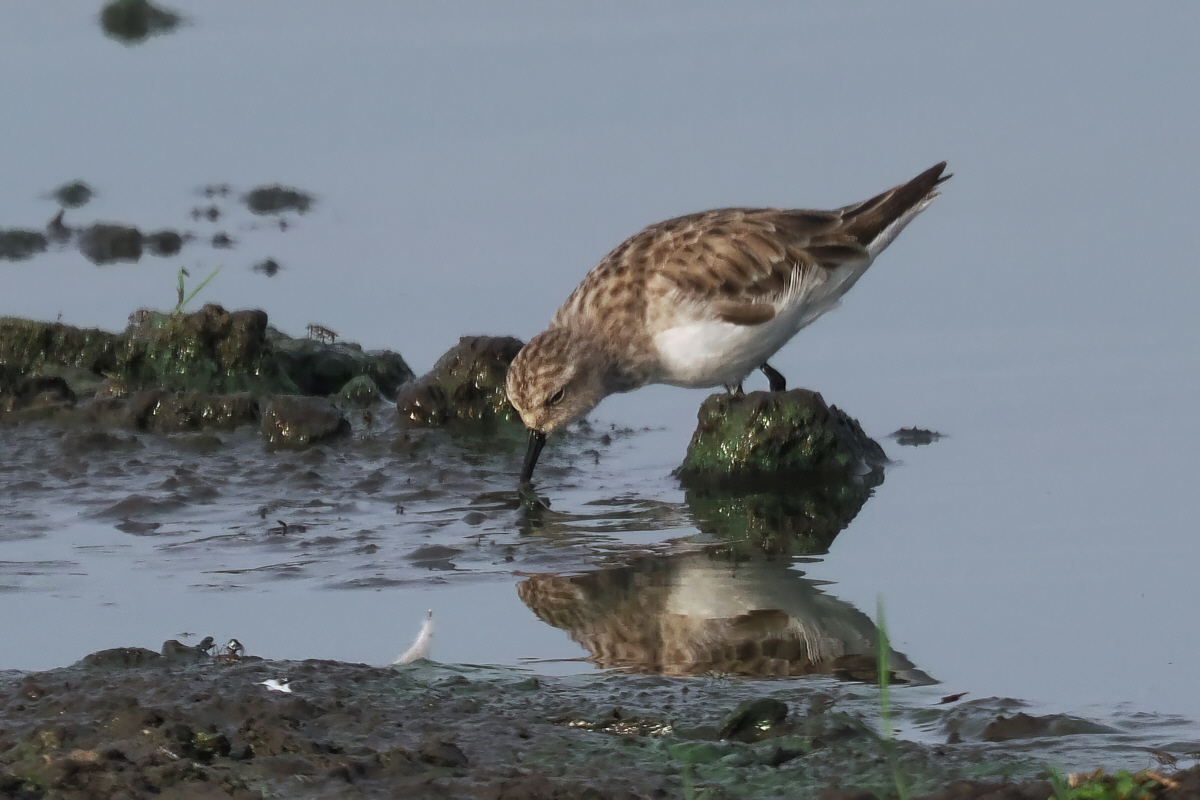 Little Stint - Moremi