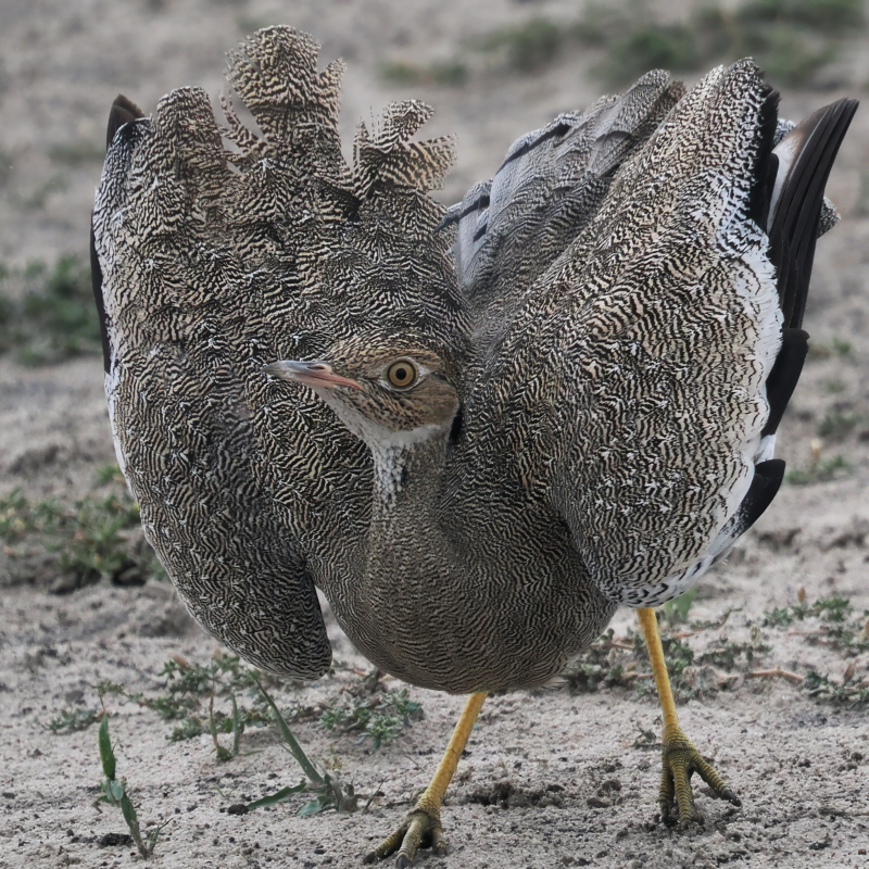 Red-crested Korhaan - Savuti