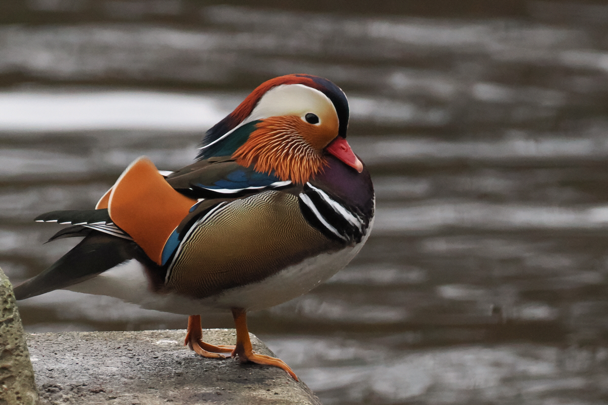 Mandarin Duck, River Leven at Balloch