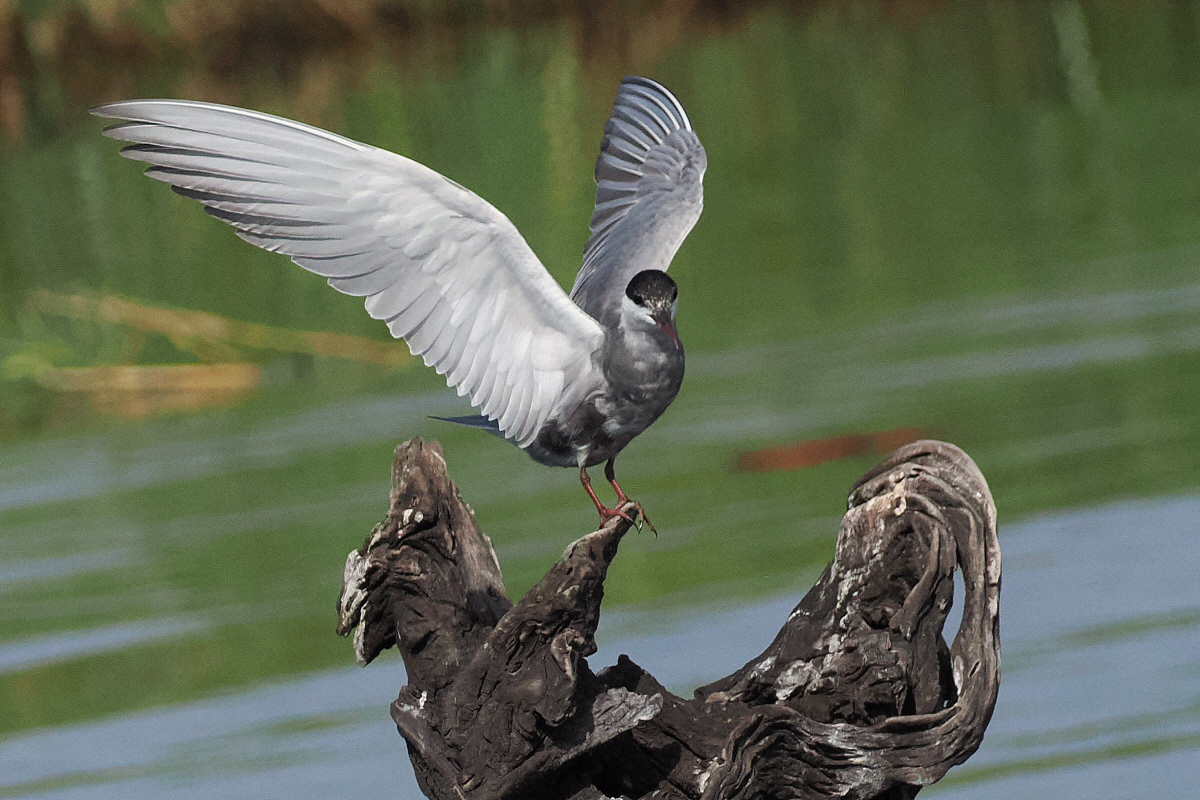 Whiskered Tern - Chobe River