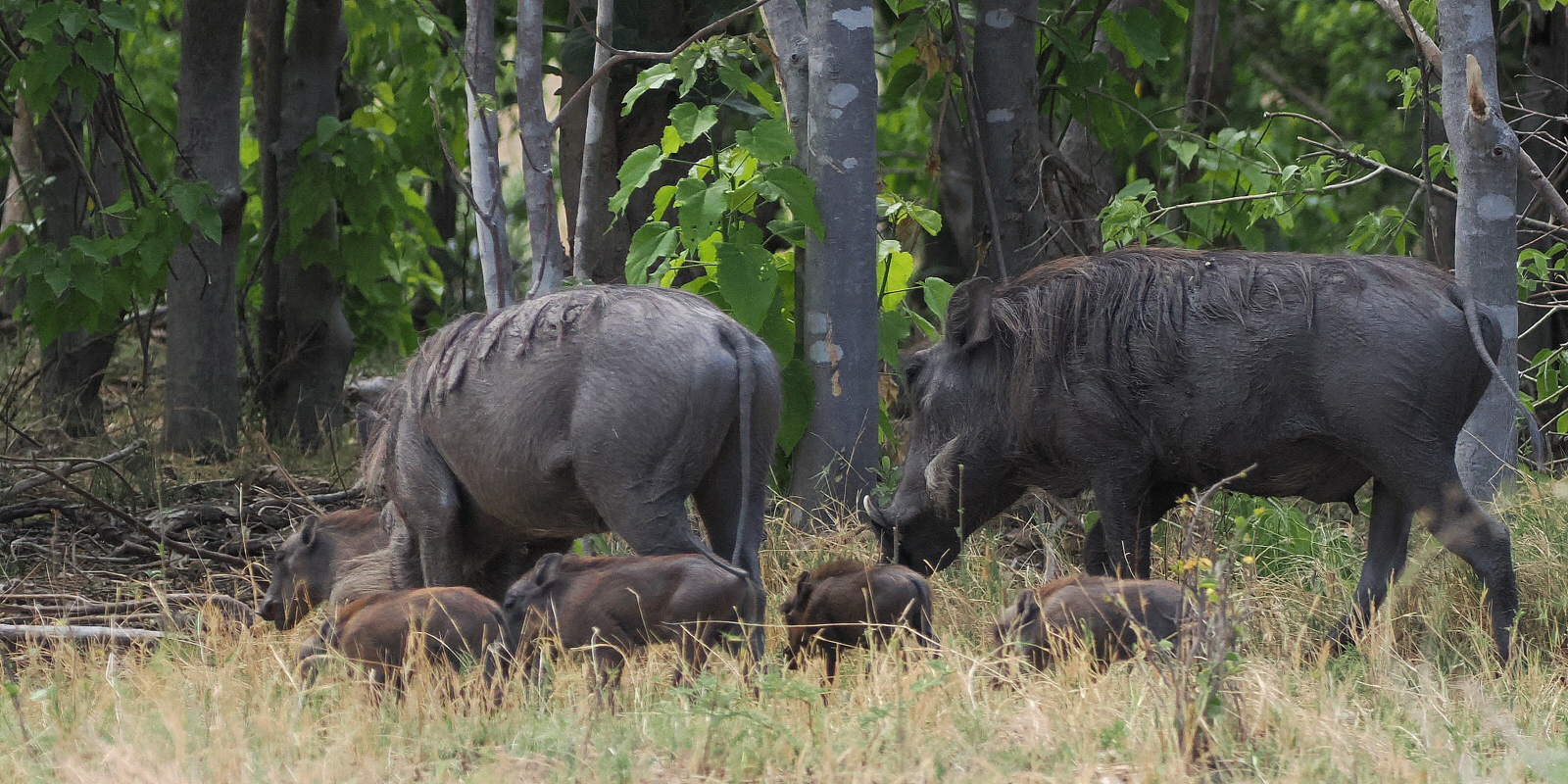 Warthog - Moremi