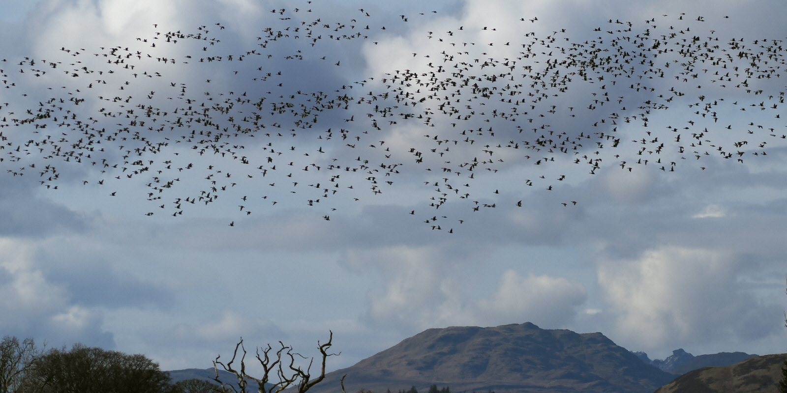 Pink-footed Geese, Endrick Water