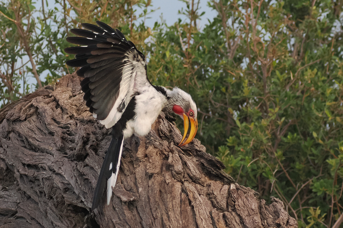 Yellow-billed Hornbill - Savuti