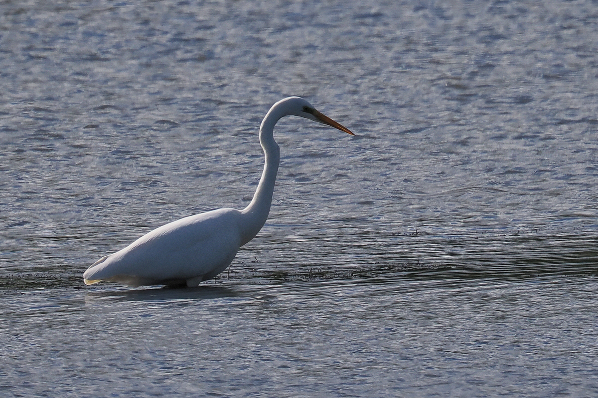 Great White Egret, RSPB Barons Haugh