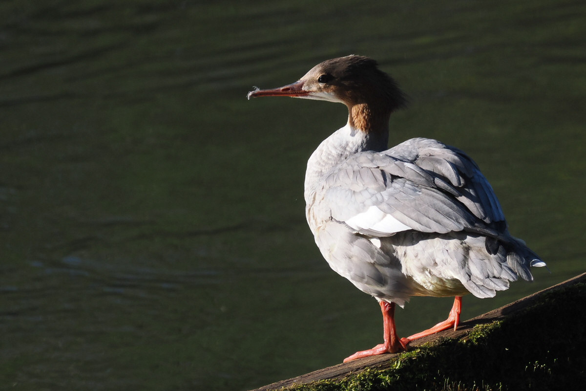 Goosander, River Clyde at Carbarns