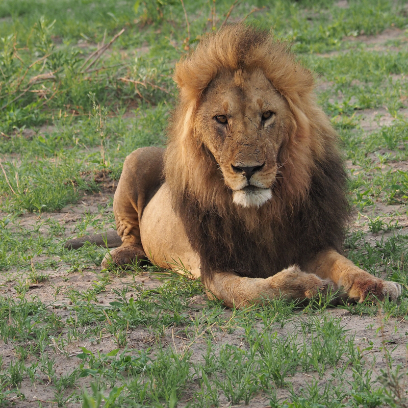 Lion - close to Savuti camp site