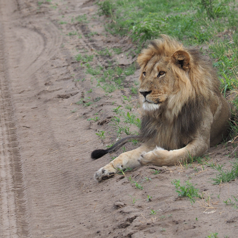 Lion - close to Savuti camp site