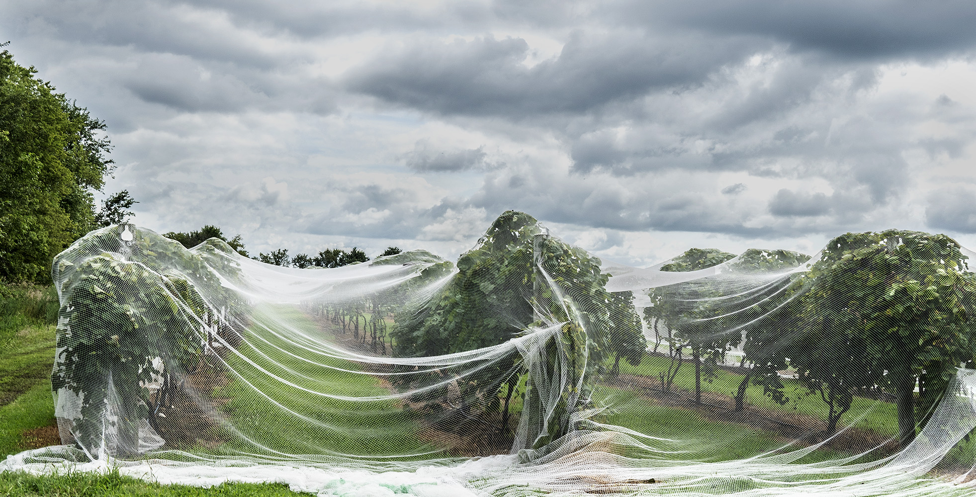 Grape Vines Under Wraps, Grace Hill Winery