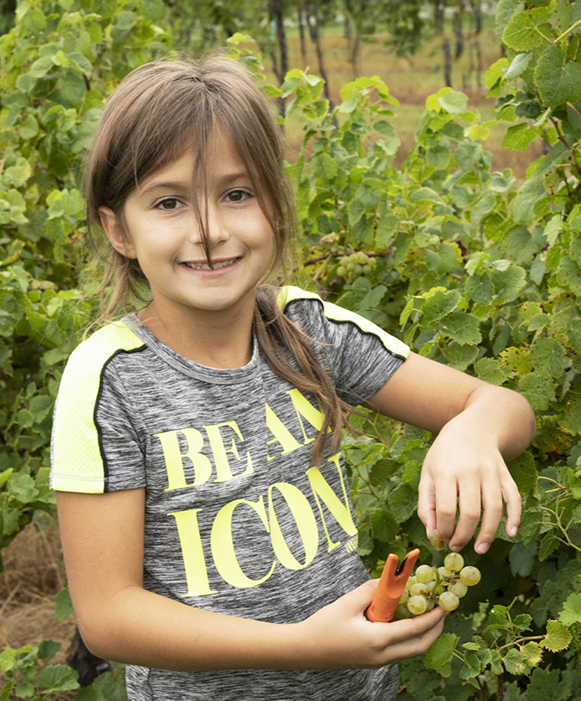 Picking Grapes