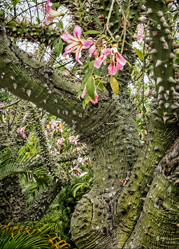 Tropical Bloom