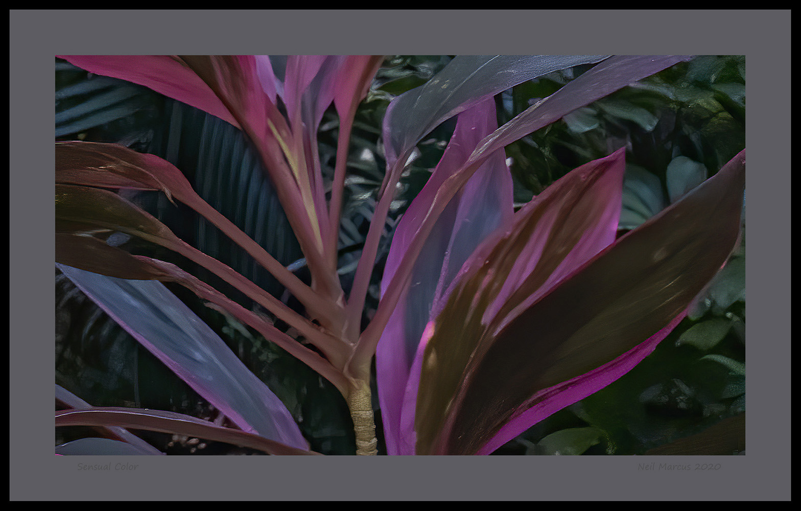 Sensual Color