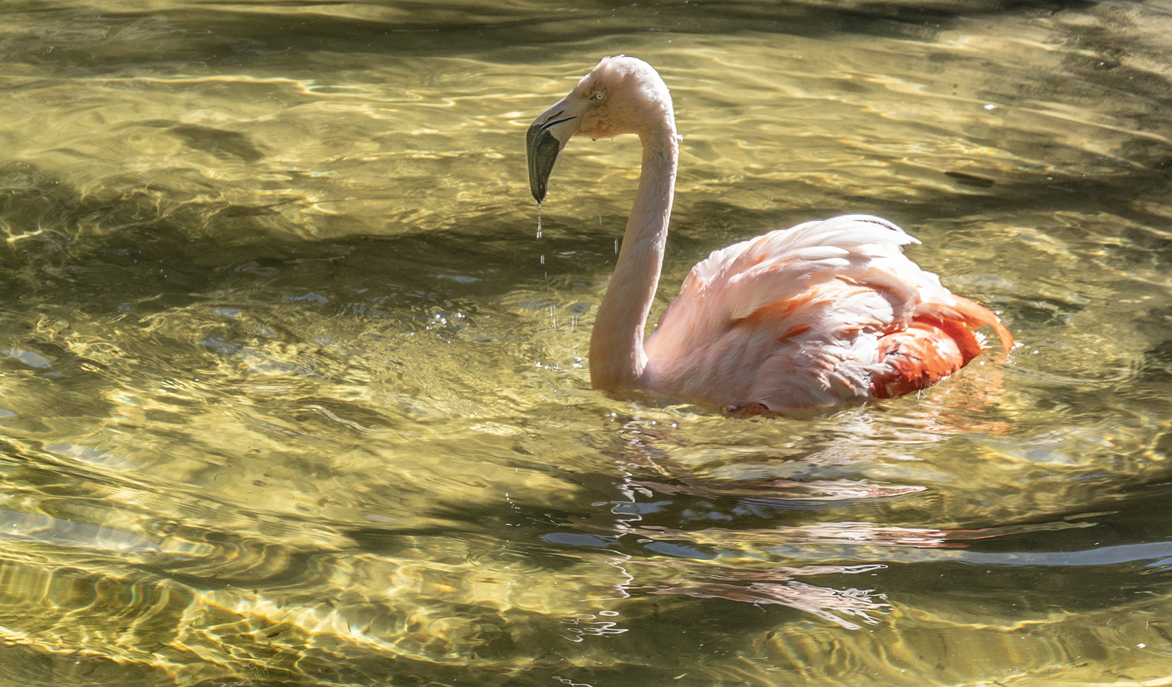 Flamingo Bathing