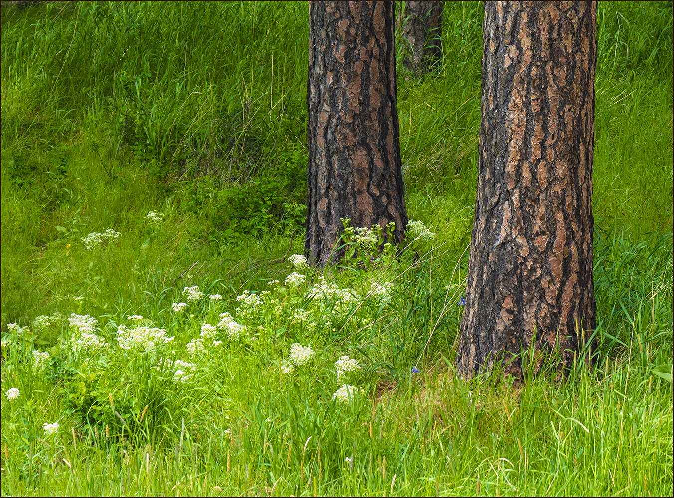 Wildflowers