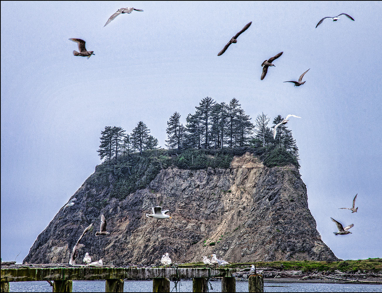 Soaring Gulls