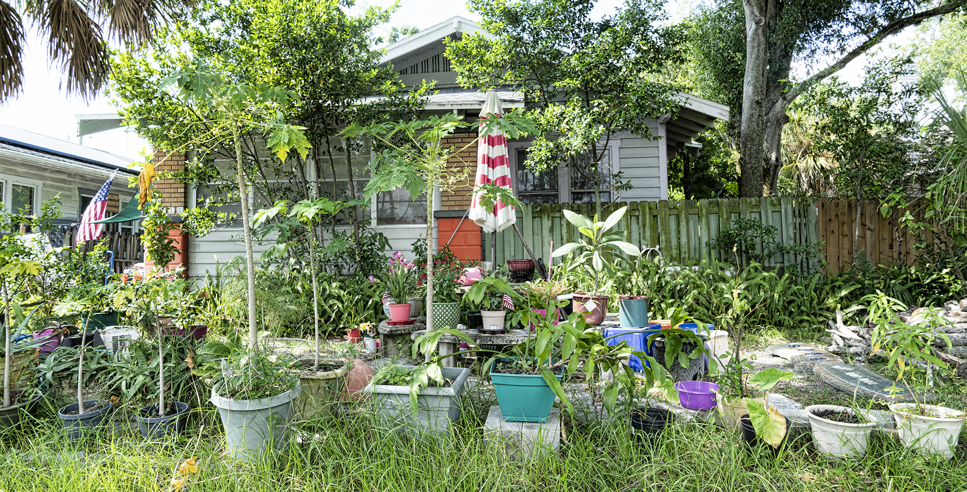 Plentiful Potted PLants