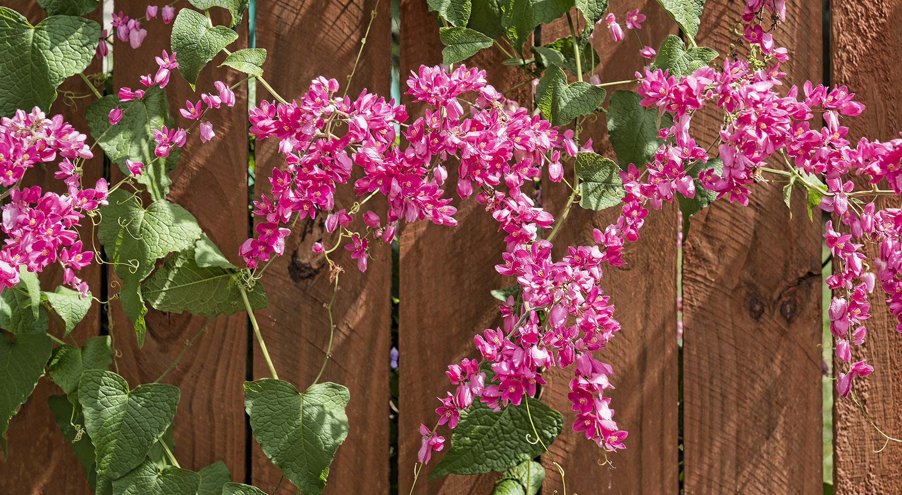 Coral Vine