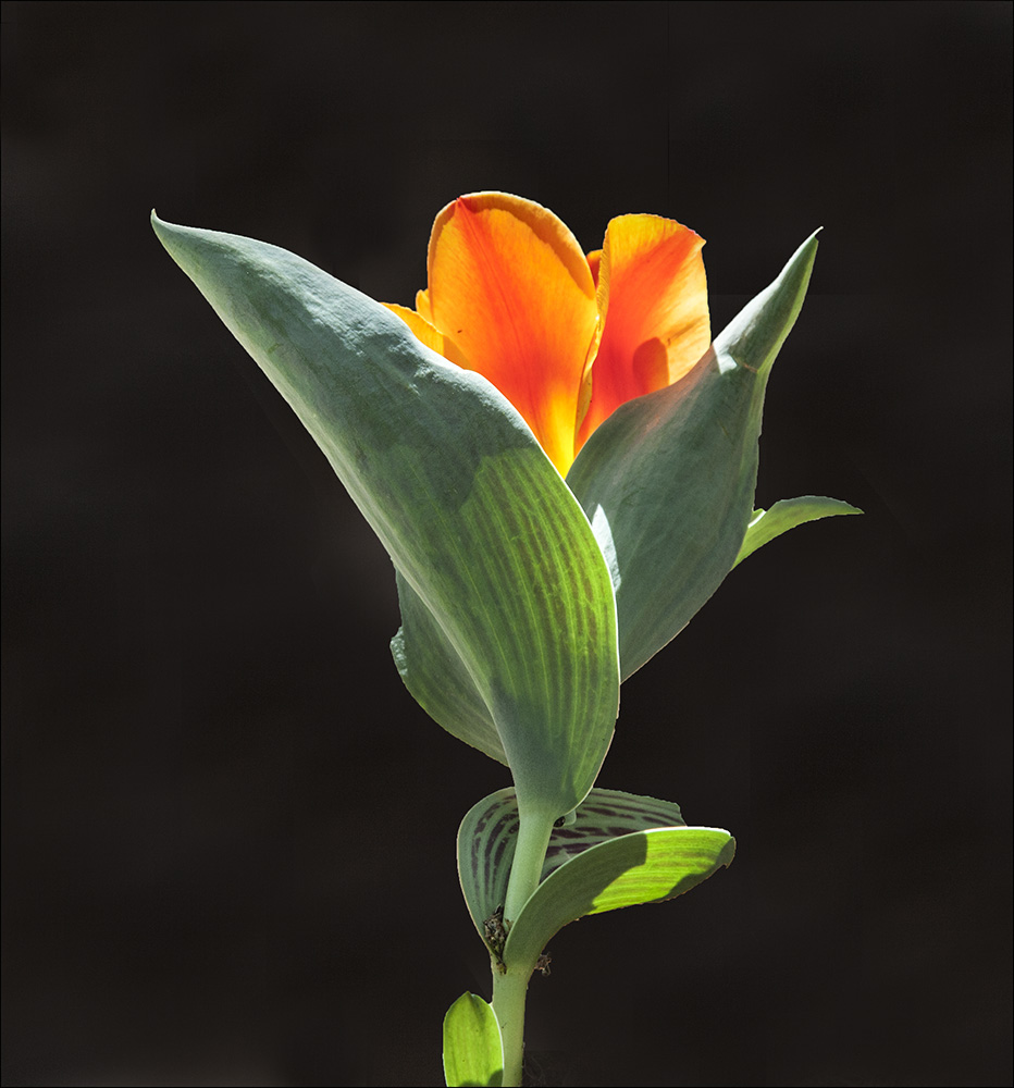 Canna Lily