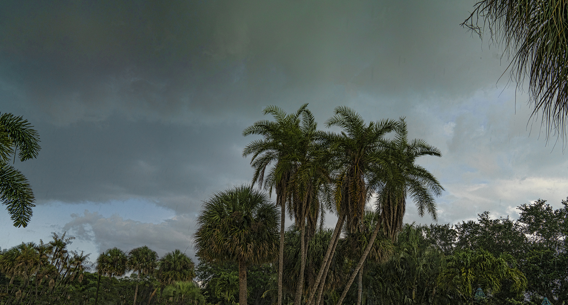 Early Evening Rain