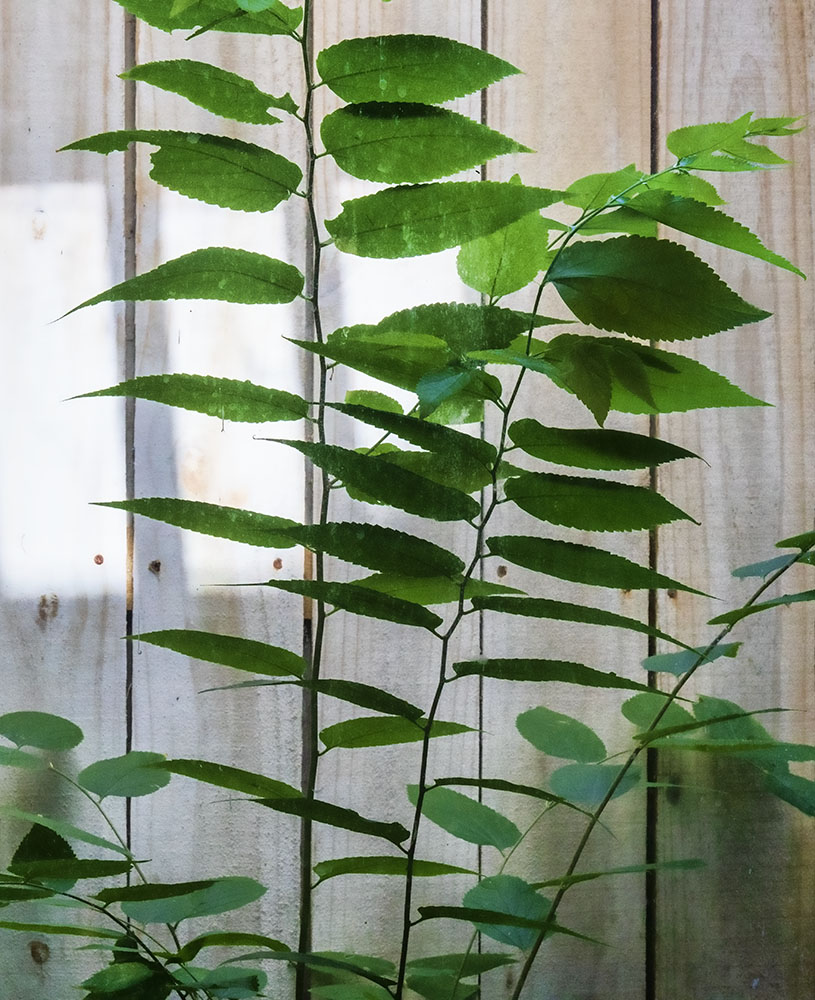  Growing In My Daylight Window