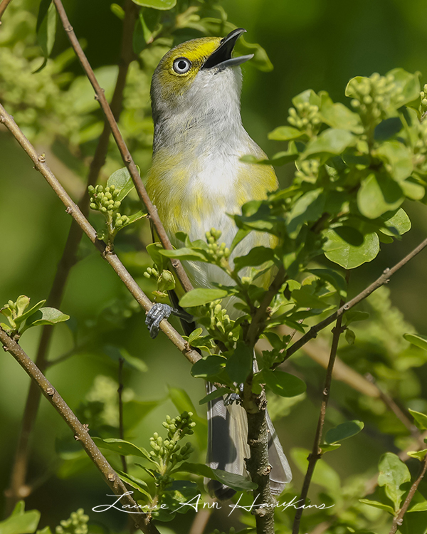 WHITE-EYED VIREO