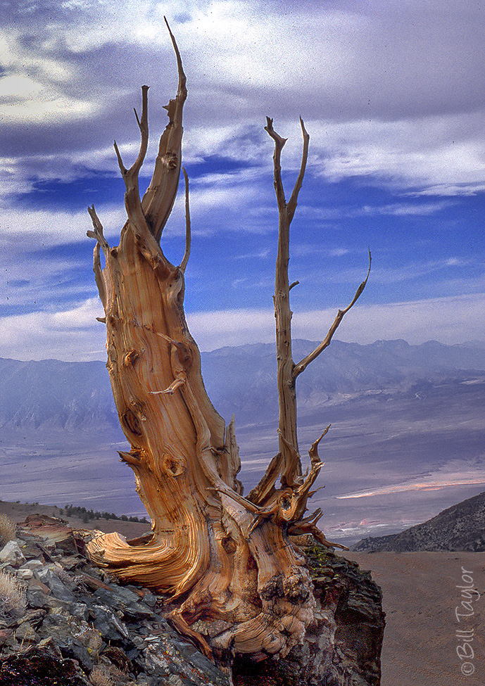 Ancient Bristlecone Pine Forest