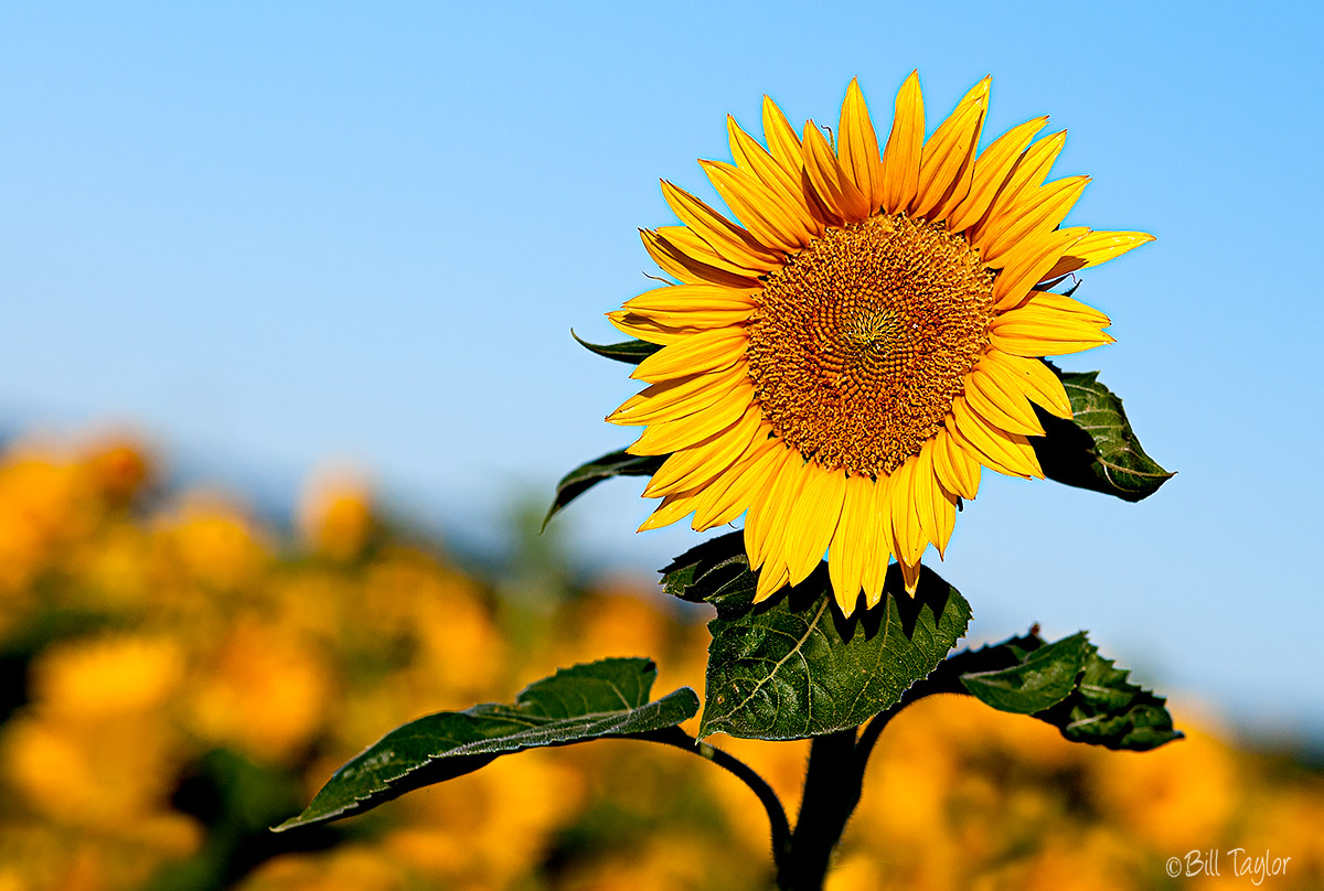 Sunflowers