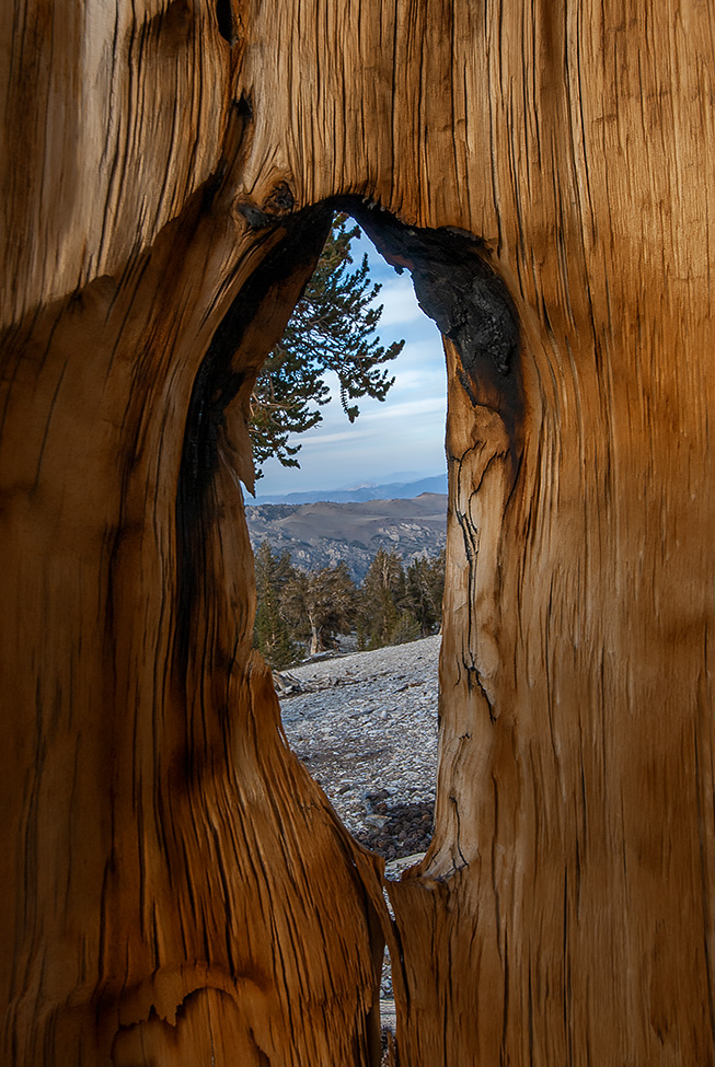 Ancient Bristlecone Pine Forest